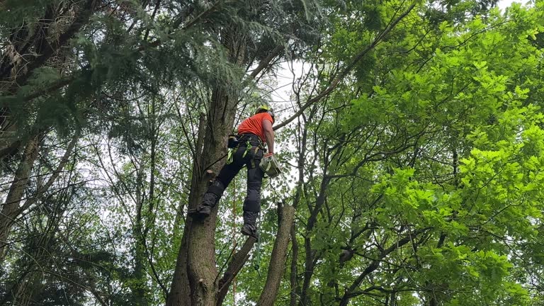 Best Tree Health Inspection  in Belmont, PA